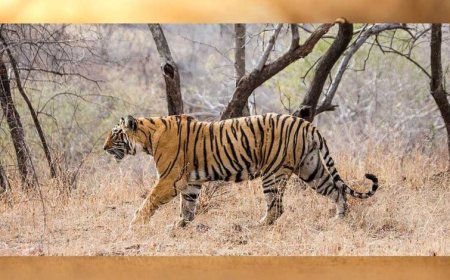 पन्ना के बाद अब सतना के सरभंगा और परसमनिया को मिलेगा कंजर्वेशन रिजर्व का दर्जा