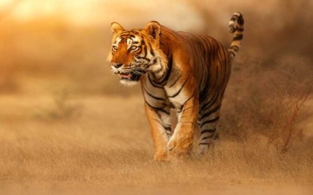 प्रदेश के सभी नेशनल पार्क और टाइगर रिजर्व तीन महीने के लिए बंद रहेंगे,पर्यटक सिर्फ बफर जोन का लुत्फ उठा सकेंगे