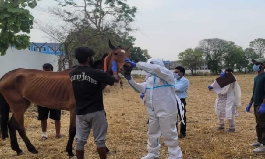 हैदराबाद से जबलपुर लाए घोड़ों की मौत, कलेक्टर ने जांच के लिए दोबारा गठित की टीम