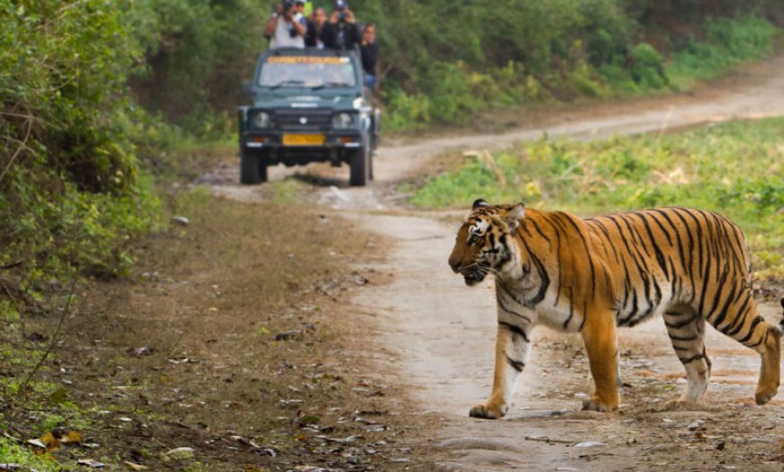 2 लोगों को मारकर खाने वाला आदमखोर बाघ को ऐसे पकड़ा; सिवनी वासियों ने ली राहत की सांस