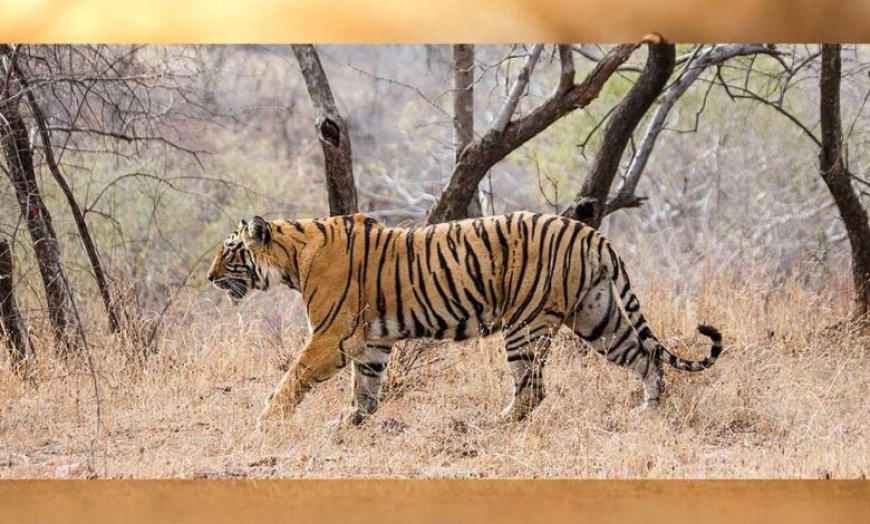 पन्ना के बाद अब सतना के सरभंगा और परसमनिया को मिलेगा कंजर्वेशन रिजर्व का दर्जा