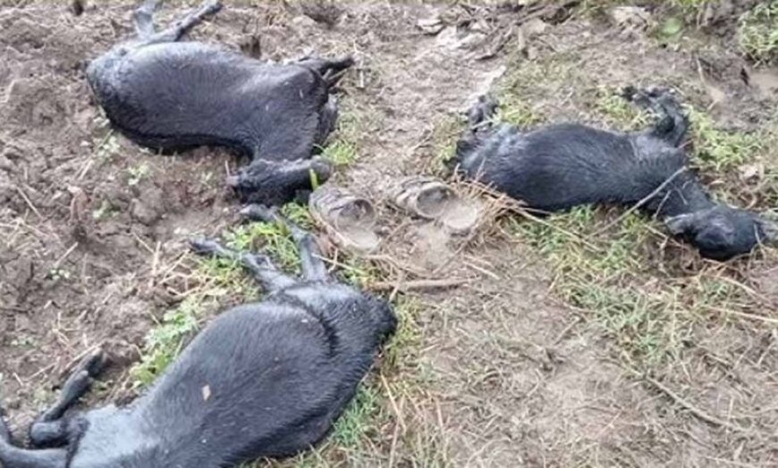पलेरा में आकाशीय बिजली का कहर, 16 बकरियों की मौके पर मौत, 4 झुलसीं