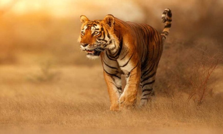प्रदेश के सभी नेशनल पार्क और टाइगर रिजर्व तीन महीने के लिए बंद रहेंगे,पर्यटक सिर्फ बफर जोन का लुत्फ उठा सकेंगे