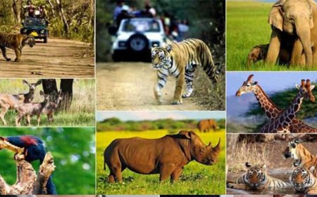 अब उज्जैन में दौड़ेंगे चीते, 300 करोड़ रुपये में बनाया जाएगा चिड़‍ियाघर, वनतारा सेंटर से अन्य वन्यजीव लाने की तैयारी