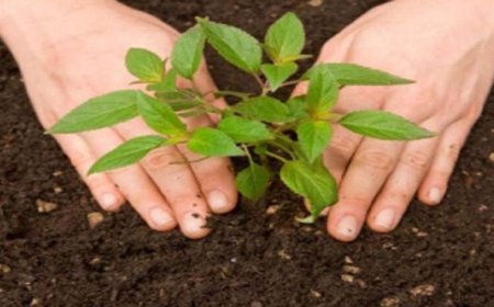 मोहन सरकार प्रकृति, पर्यावरण और जल संरक्षण के लिए 16 जिलों में मां नर्मदा परिक्रमा पथ के आश्रय स्‍थलों की भूमि पर पौधरोपण करेगी