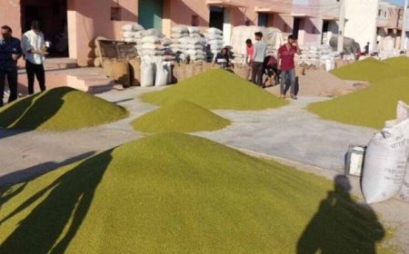 जबलपुर में 5 दिन से मूंग-उड़द खरीदी ठप, सर्वर डाउन से परेशान किसान
