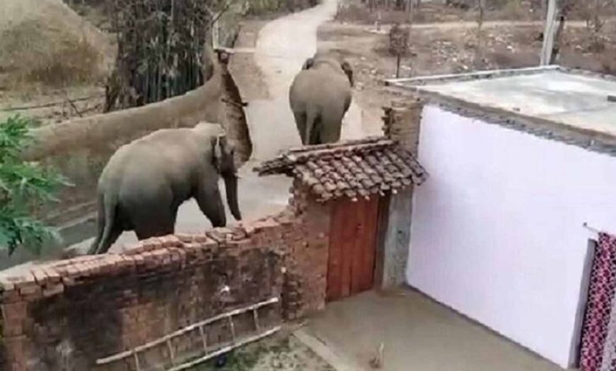 गांवों में घुसे चार जंगली हाथी, ये कर डाला अंजाम, कच्चे मकानों में तोड़फोड़, घर में रखे अनाज को चटकाया