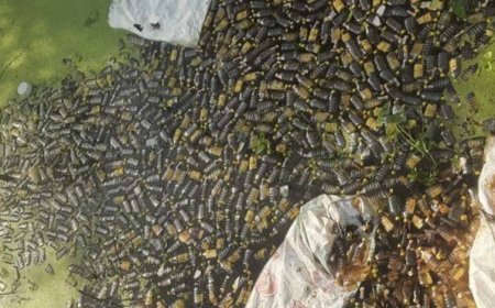 मुरैना में नाला शराब से भर गया, नजारा देखकर लोग हुए दंग