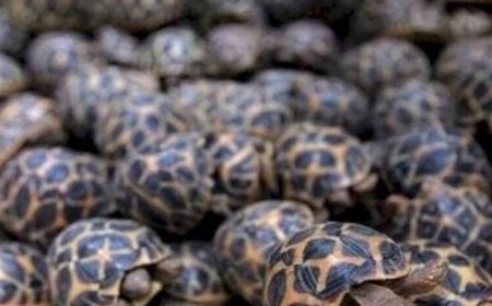 रेल मार्ग से दुर्लभ प्रजाति के वन्यजीवों की तस्करी का बड़ा नेटवर्क एक्सपोज