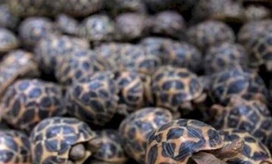 रेल मार्ग से दुर्लभ प्रजाति के वन्यजीवों की तस्करी का बड़ा नेटवर्क एक्सपोज