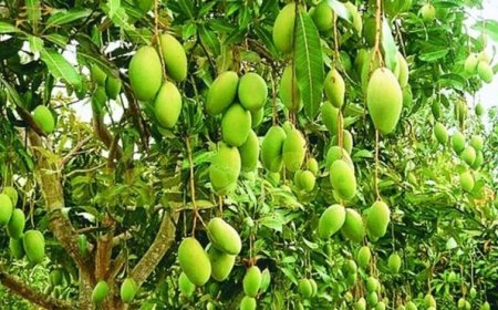 आम मौसम नहीं रहेगा खास, हर दो दिन में बदलाव, आंधी, बारिश और गर्मी से फसलें प्रभावित