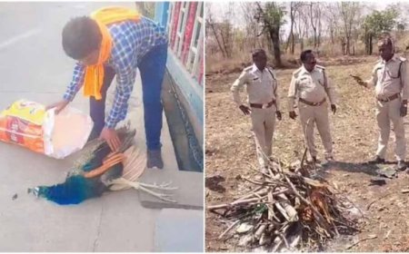 रतलाम में मोर की मौत पर उठे सवाल, बिना पोस्टमार्टम कर दी अंत्येष्टि