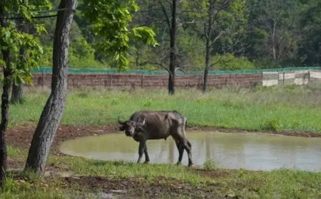 कान्हा में ‘जंगली भैंस’ की वापसी से हो रहा प्रदेश का वन्य वैभव समृद्ध