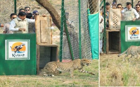 प्रदेश ने चीतों को अनुकूल वातावरण उपलब्ध कराकर बनाया परिवार का हिस्सा : मुख्यमंत्री डॉ.यादव