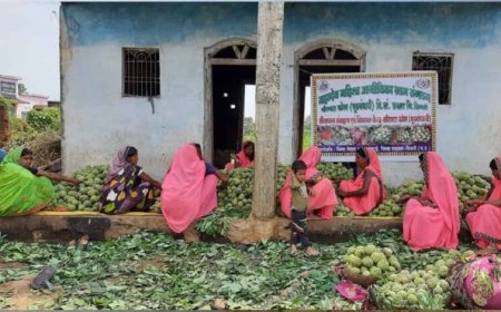 सीताफल उत्पादन एवं प्रसंस्करण से महिला स्व-सहायता समूहों की आर्थिक स्थिति में सुधार