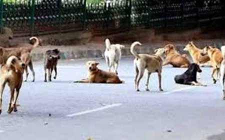खंडवा में मासूम पर कुत्तों का हमला, 6 डॉग्स ने 50 मीटर तक घसीटा