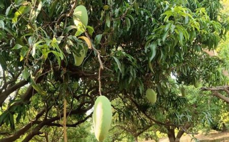मध्यप्रदेश के आमों की मिठास और विशालकाय नूरजहाँ की विश्व पहचान