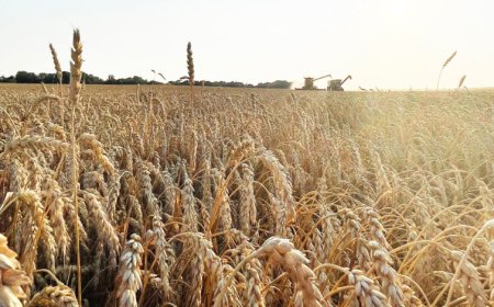 अब तक 90 लाख मीट्रिक टन से अधिक हुआ गेहूँ का उपार्जन : खाद्य मंत्री राजपूत