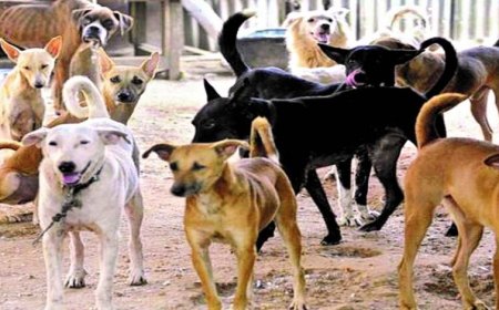 भोपाल में आवारा कुत्तों का आतंक, रोज 81 लोग डॉग बाइट का शिकार; सुप्रीम कोर्ट सख्त