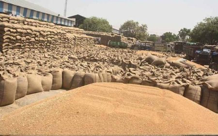 MP में रिकॉर्ड गेहूं खरीदी! 13.36 लाख किसानों से 103 लाख मीट्रिक टन उपार्जन