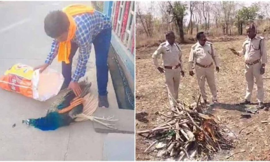 रतलाम में मोर की मौत पर उठे सवाल, बिना पोस्टमार्टम कर दी अंत्येष्टि