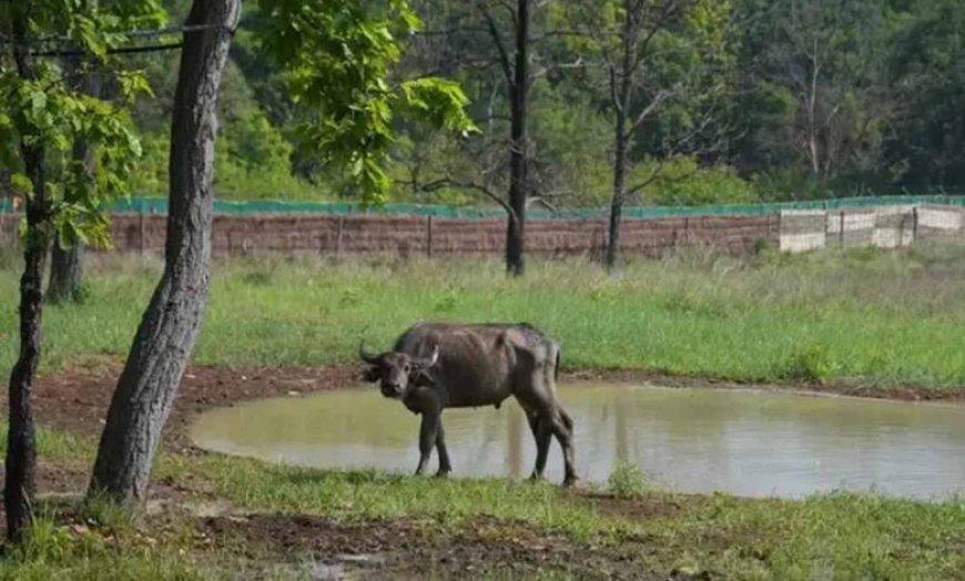 कान्हा में ‘जंगली भैंस’ की वापसी से हो रहा प्रदेश का वन्य वैभव समृद्ध