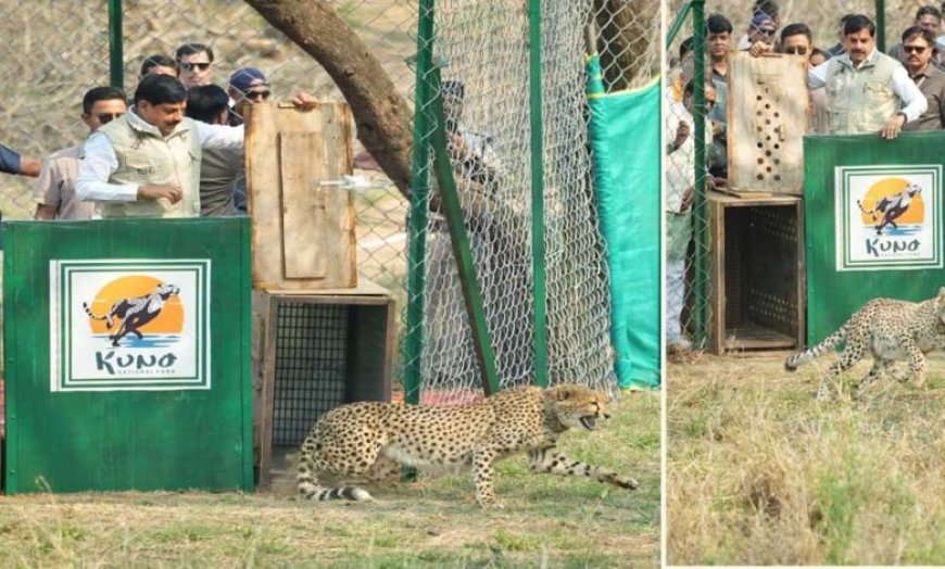 प्रदेश ने चीतों को अनुकूल वातावरण उपलब्ध कराकर बनाया परिवार का हिस्सा : मुख्यमंत्री डॉ.यादव