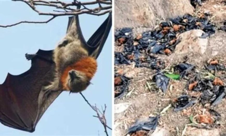 नौतपा की भीषण गर्मी से बालाघाट बेहाल, मलाजखंड में पारा 45 डिग्री पार