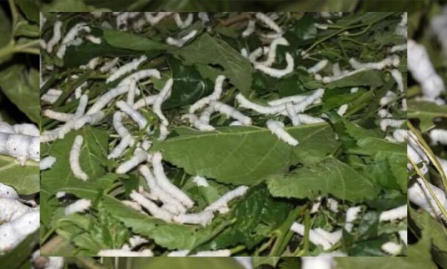 नर्मदापुरम बना प्रदेश का एकमात्र जिला जहां चारों प्रकार का होता है रेशम उत्पादन