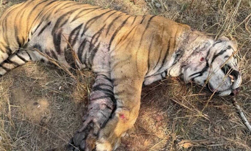 बांधवगढ़ टाइगर रिजर्व में मृत पाये गए नर बाघ का हुआ पोस्टमॉर्टम