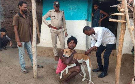 पेंच टाइगर रिजर्व में अलर्ट! बाघों को बचाने के लिए 1500 कुत्तों को लगाई जा रही वैक्सीन