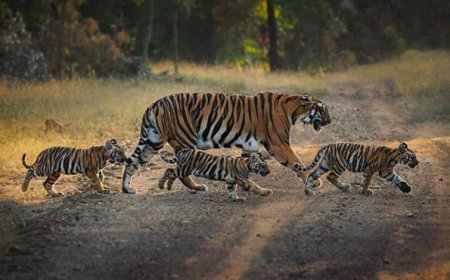 काठमांडू में गूंजेगी भोपाल के बाघों की कहानी, 42 देशों के वैज्ञानिक करेंगे अध्ययन