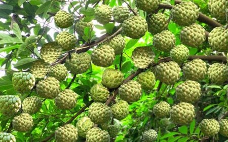 मालवा-निमाड़ में फसल विविधीकरण का असर, केला-चिया-सीताफल जैसी हाई वैल्यू फसलों से बढ़ रही किसानों की आय