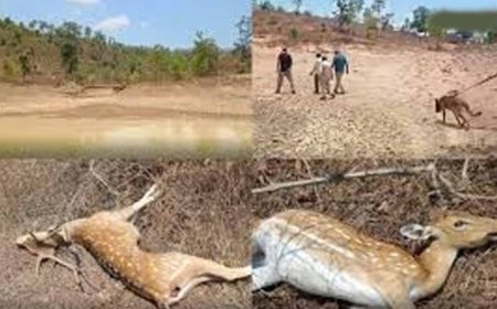 कटनी के जंगल में तालाब में जहर घोलने से 14 चीतल-सांभरों की मौत, बाघों पर भी मंडराया खतरा