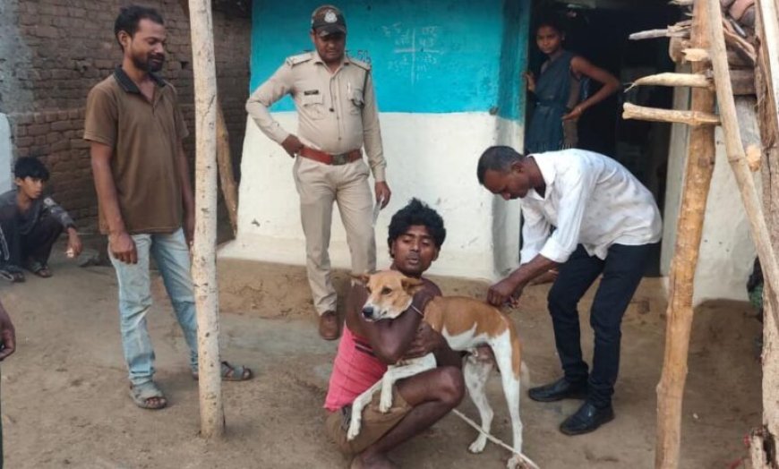 पेंच टाइगर रिजर्व में अलर्ट! बाघों को बचाने के लिए 1500 कुत्तों को लगाई जा रही वैक्सीन