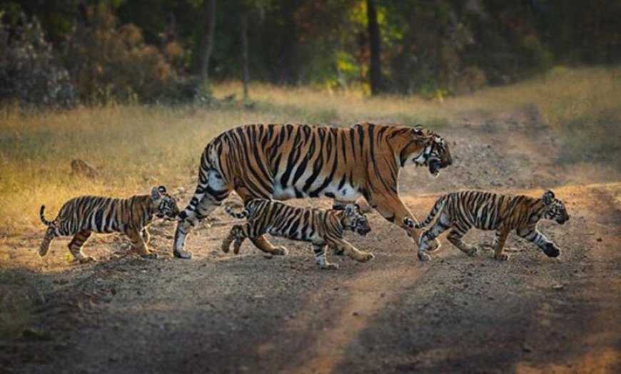 काठमांडू में गूंजेगी भोपाल के बाघों की कहानी, 42 देशों के वैज्ञानिक करेंगे अध्ययन